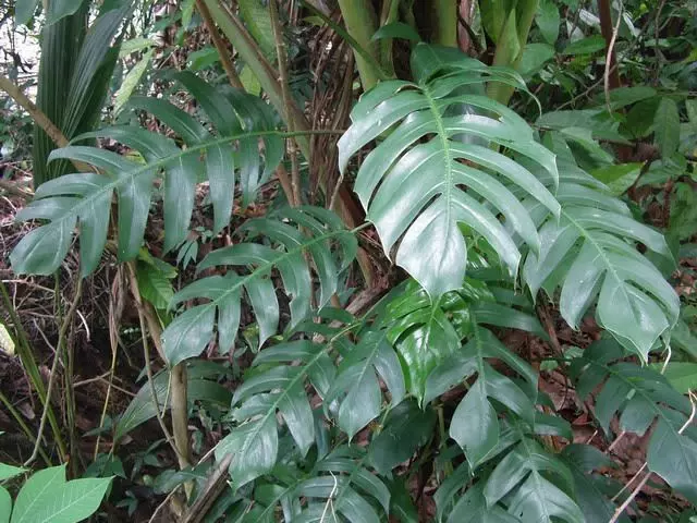 憂遁草最完整講解,如何吃法和吃法短片。不少人對憂遁草都視之為抗癌奇草。