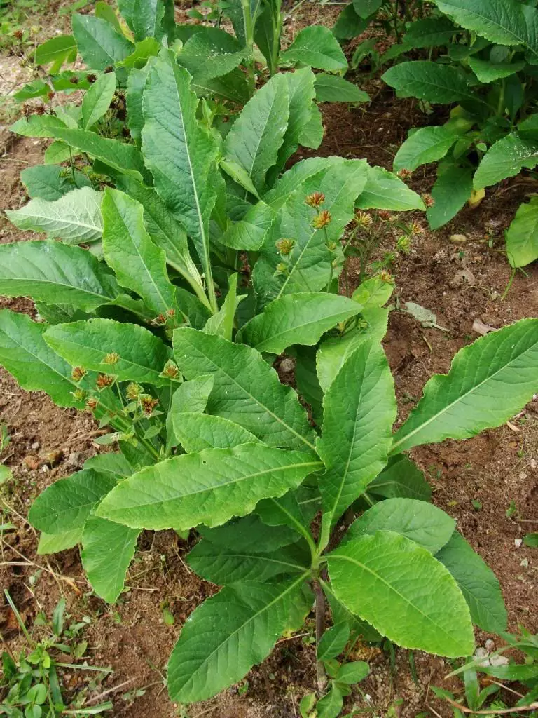 憂遁草最完整講解,如何吃法和吃法短片。不少人對憂遁草都視之為抗癌奇草。