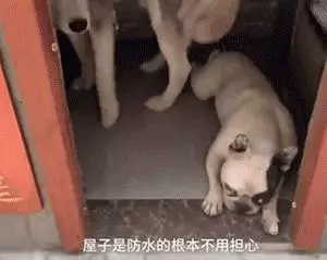 二哈老越獄,上萬網友為主人出謀劃策,最後…