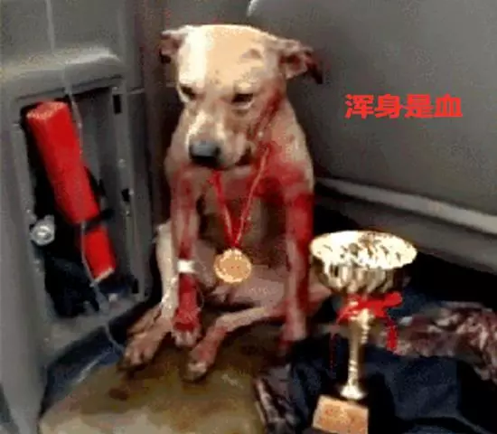 狗狗參加比賽,用滿身鮮血換來冠軍:人在笑,狗在叫!