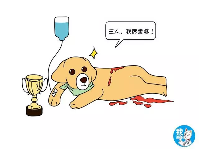 狗狗參加比賽,用滿身鮮血換來冠軍:人在笑,狗在叫!