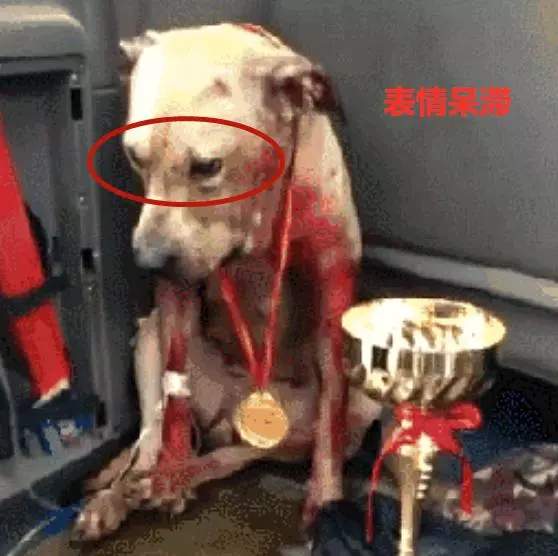 狗狗參加比賽,用滿身鮮血換來冠軍:人在笑,狗在叫!