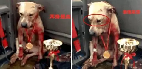 狗狗參加比賽,用滿身鮮血換來冠軍:人在笑,狗在叫!