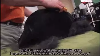 為搶玩具狗子跳起電臀舞!這麼搞笑的屁屁可以看一年!