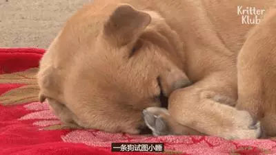 狗狗總是從睡夢中哭醒,背後的原因讓人淚目……
