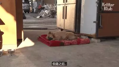 狗狗總是從睡夢中哭醒,背後的原因讓人淚目……