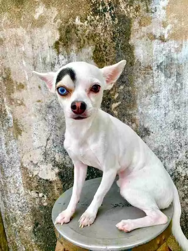 小狗狗天生有一張「藝術臉」超搶眼 飼主:別人都誤會是我亂畫的