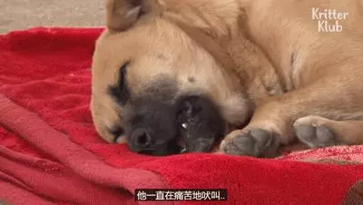 狗狗總是從睡夢中哭醒,背後的原因讓人淚目……