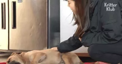 狗狗總是從睡夢中哭醒,背後的原因讓人淚目……