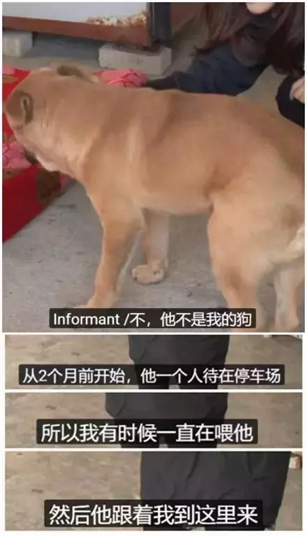 狗狗總是從睡夢中哭醒,背後的原因讓人淚目……