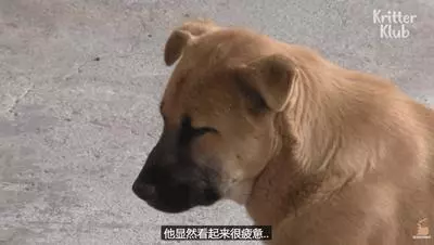 狗狗總是從睡夢中哭醒,背後的原因讓人淚目……
