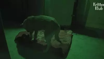 狗狗總是從睡夢中哭醒,背後的原因讓人淚目……