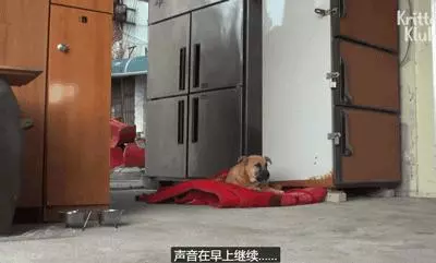 狗狗總是從睡夢中哭醒,背後的原因讓人淚目……