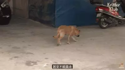 狗狗總是從睡夢中哭醒,背後的原因讓人淚目……