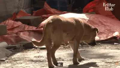 狗狗總是從睡夢中哭醒,背後的原因讓人淚目……