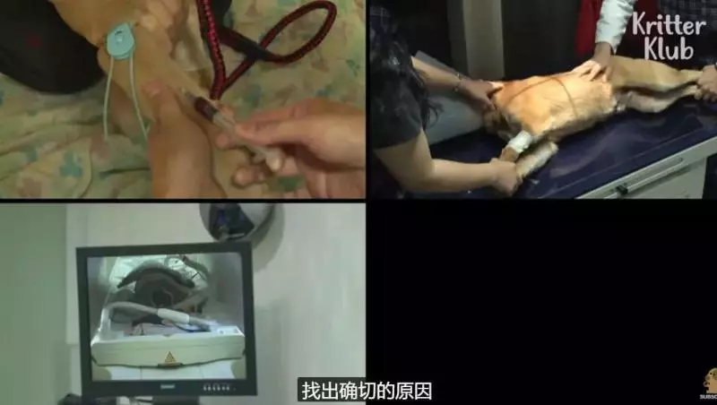 狗狗總是從睡夢中哭醒,背後的原因讓人淚目……