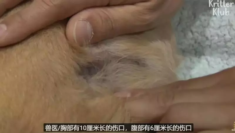 狗狗總是從睡夢中哭醒,背後的原因讓人淚目……