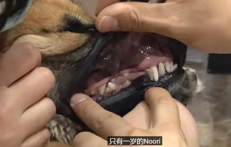 狗狗總是從睡夢中哭醒,背後的原因讓人淚目……