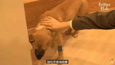 狗狗總是從睡夢中哭醒,背後的原因讓人淚目……