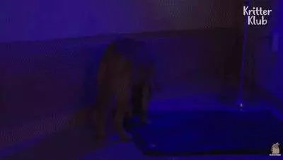 狗狗總是從睡夢中哭醒,背後的原因讓人淚目……