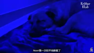 狗狗總是從睡夢中哭醒,背後的原因讓人淚目……