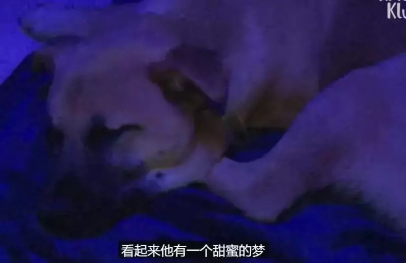 狗狗總是從睡夢中哭醒,背後的原因讓人淚目……