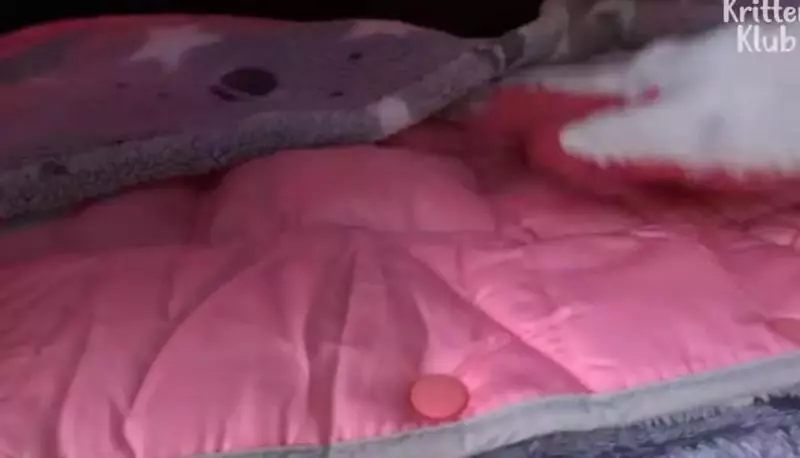 狗狗總是從睡夢中哭醒,背後的原因讓人淚目……