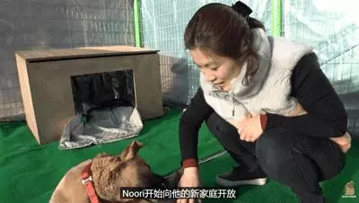狗狗總是從睡夢中哭醒,背後的原因讓人淚目……