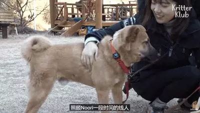 狗狗總是從睡夢中哭醒,背後的原因讓人淚目……