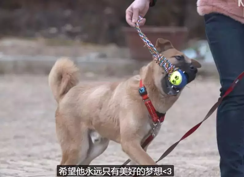 狗狗總是從睡夢中哭醒,背後的原因讓人淚目……