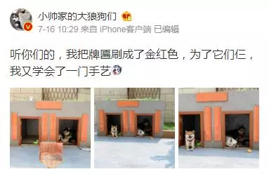 二哈老越獄,上萬網友為主人出謀劃策,最後…