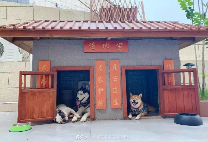 二哈老越獄,上萬網友為主人出謀劃策,最後…