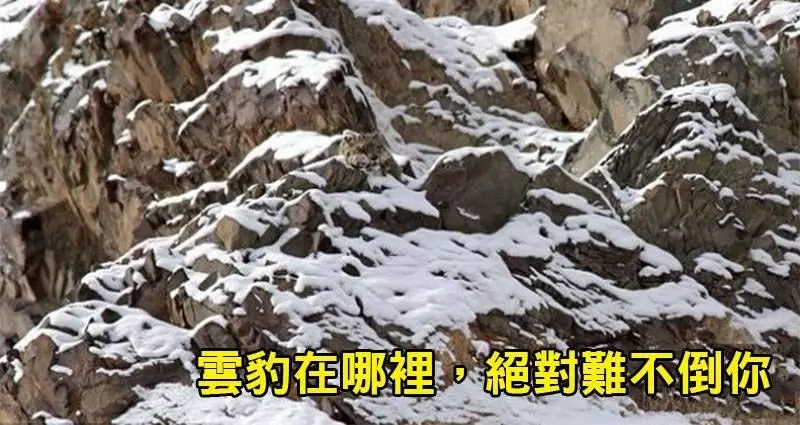 盤點10種最擅長偽裝自己的動物!讓大家來鍛鍊眼力吧!