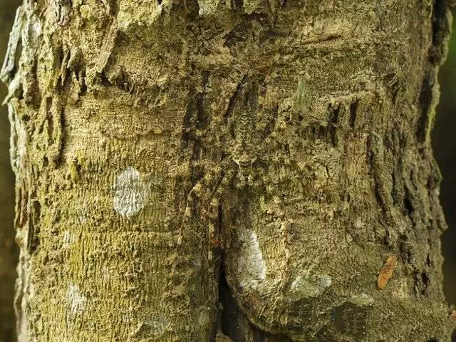盤點10種最擅長偽裝自己的動物!讓大家來鍛鍊眼力吧!