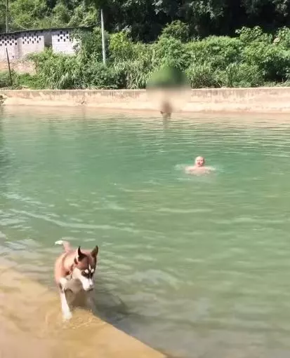 主人喊救命,哈士奇不僅見死不救,幾秒後扭頭上岸就走