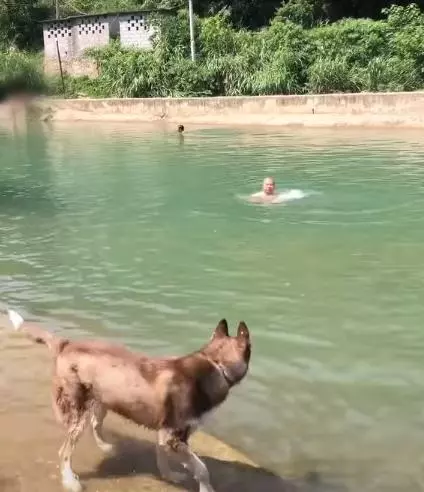 主人喊救命,哈士奇不僅見死不救,幾秒後扭頭上岸就走