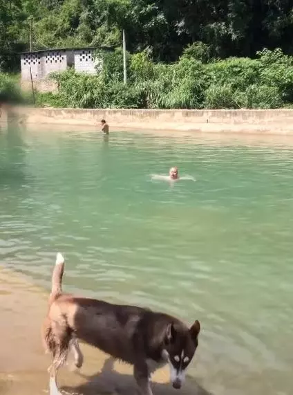 主人喊救命,哈士奇不僅見死不救,幾秒後扭頭上岸就走