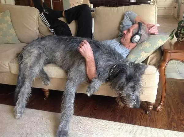 忘記自己很大隻!世界最高的狗狗愛爾蘭獵狼犬:抱我!我還是寶寶
