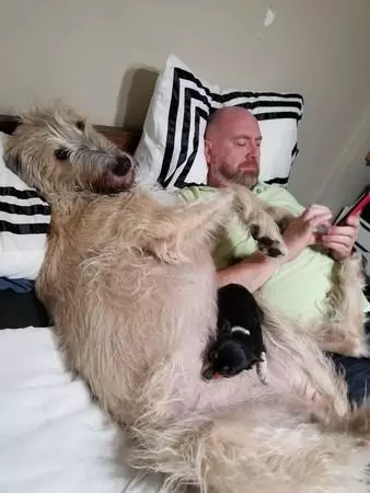 忘記自己很大隻!世界最高的狗狗愛爾蘭獵狼犬:抱我!我還是寶寶