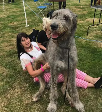 忘記自己很大隻!世界最高的狗狗愛爾蘭獵狼犬:抱我!我還是寶寶