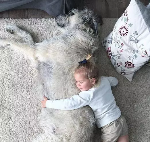 忘記自己很大隻!世界最高的狗狗愛爾蘭獵狼犬:抱我!我還是寶寶