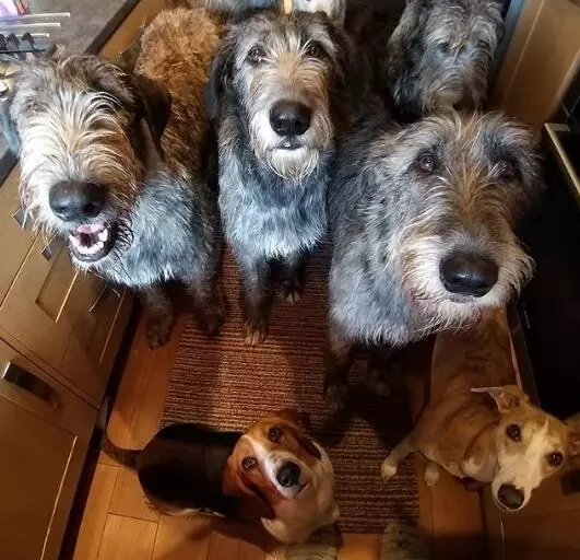 忘記自己很大隻!世界最高的狗狗愛爾蘭獵狼犬:抱我!我還是寶寶