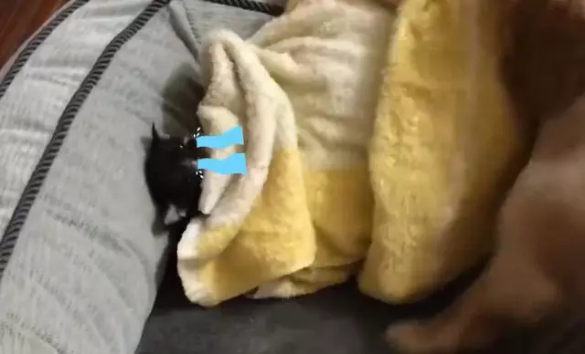 狗狗母愛爆發,一定要幫小貓咪蓋被子,主人無奈:現在34度高溫啊