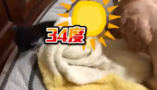 狗狗母愛爆發,一定要幫小貓咪蓋被子,主人無奈:現在34度高溫啊