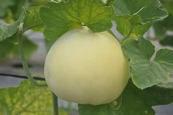 拜拜時「這6種水果」對神明不敬!絕不能上供桌!…