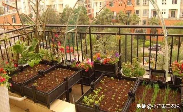 外婆的種菜訣竅,陽台要這樣利用,好看又有效
