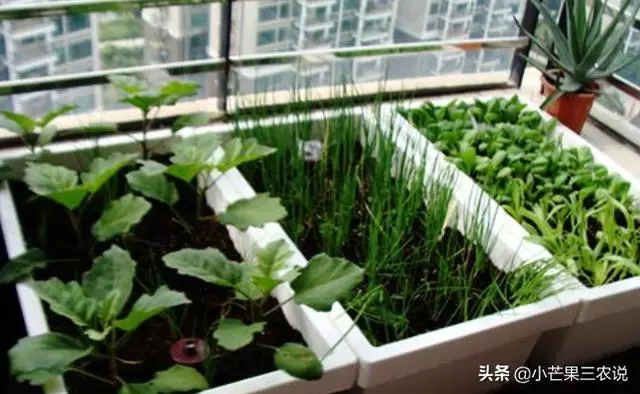 外婆的種菜訣竅,陽台要這樣利用,好看又有效