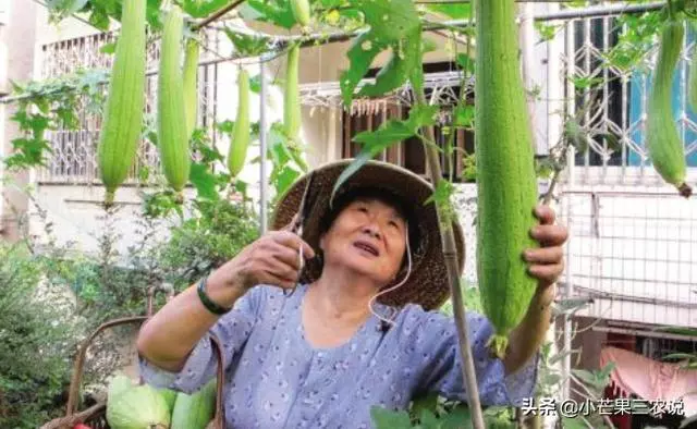 外婆的種菜訣竅,陽台要這樣利用,好看又有效