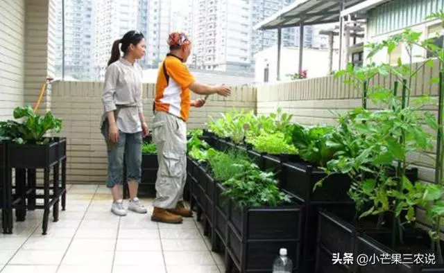 外婆的種菜訣竅,陽台要這樣利用,好看又有效