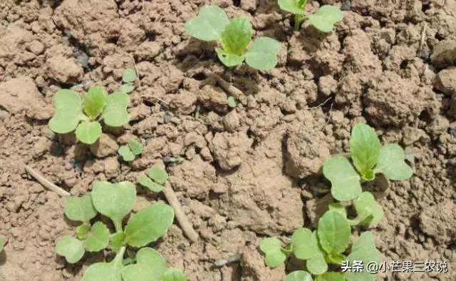 外婆的種菜訣竅,陽台要這樣利用,好看又有效